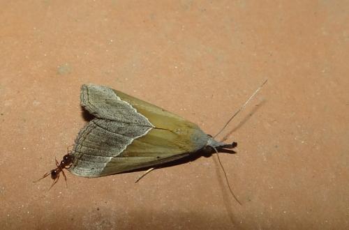 Réf. 189 134 : Hypena lividalis